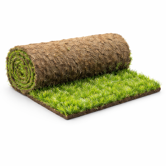 Fresh Turf Roll - 1m²
