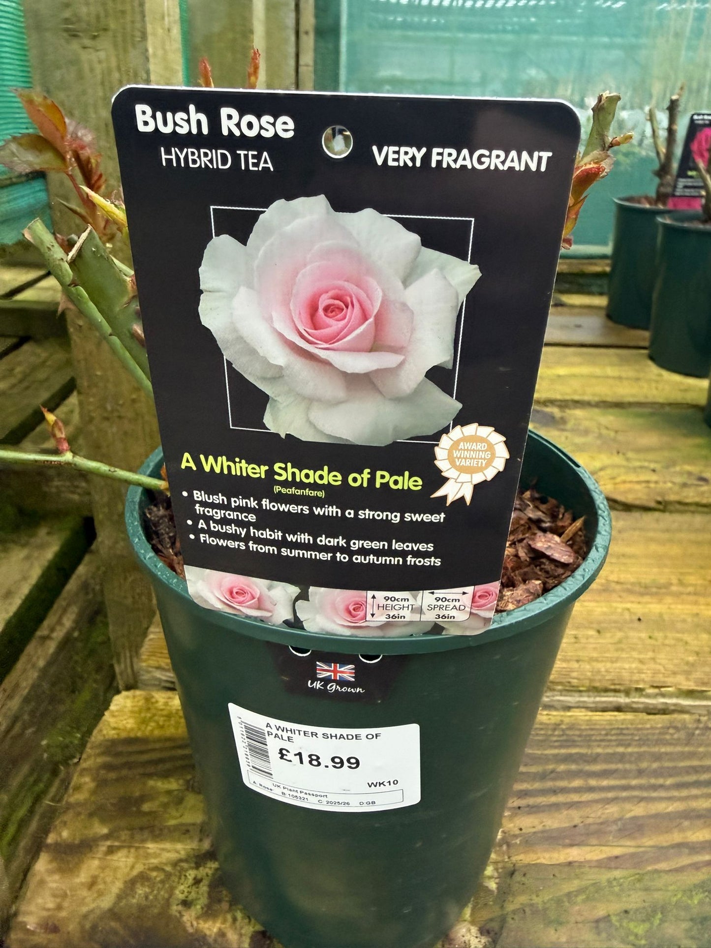 Bush Rose - A Whiter Shade of Pale