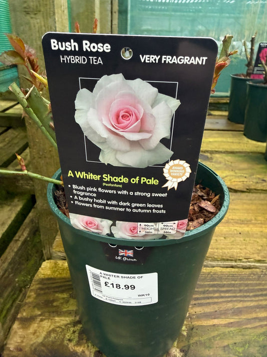 Bush Rose - A Whiter Shade of Pale