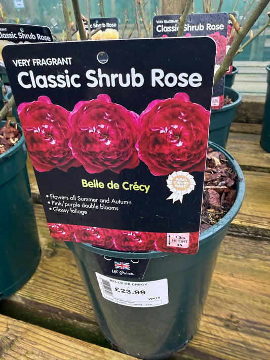 Shrub Rose - Belle de Crecy