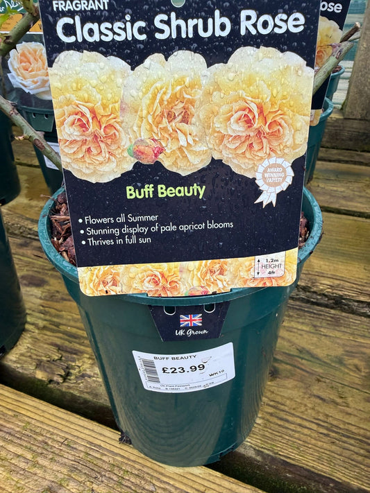 Shrub Rose - Buff Beauty