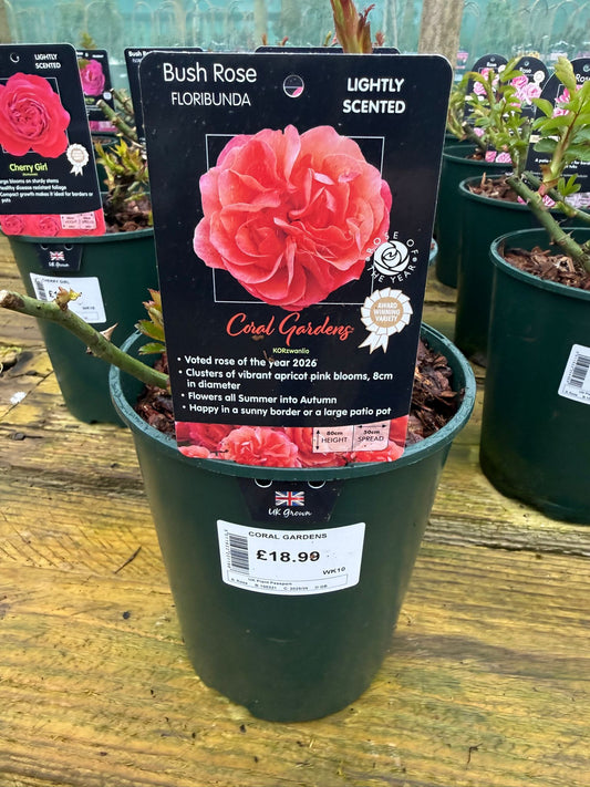 Bush Rose - Coral Gardens