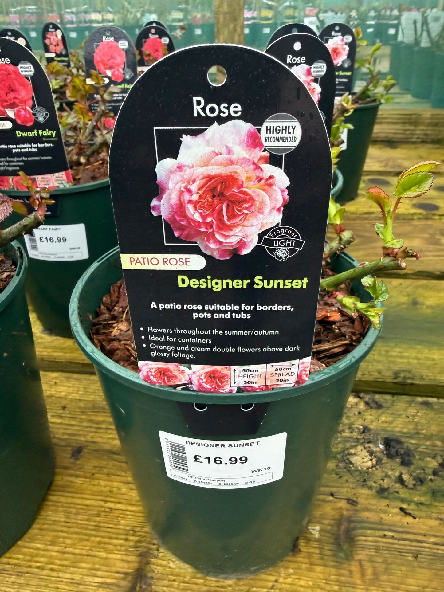 Patio Rose - Designer Sunset
