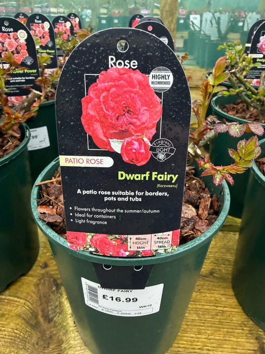 Patio Rose - Dwarf Fairy