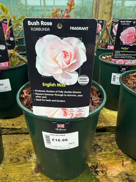 Bush Rose - English Miss