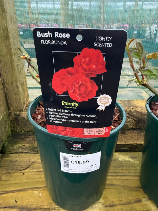 Bush Rose - Eternity