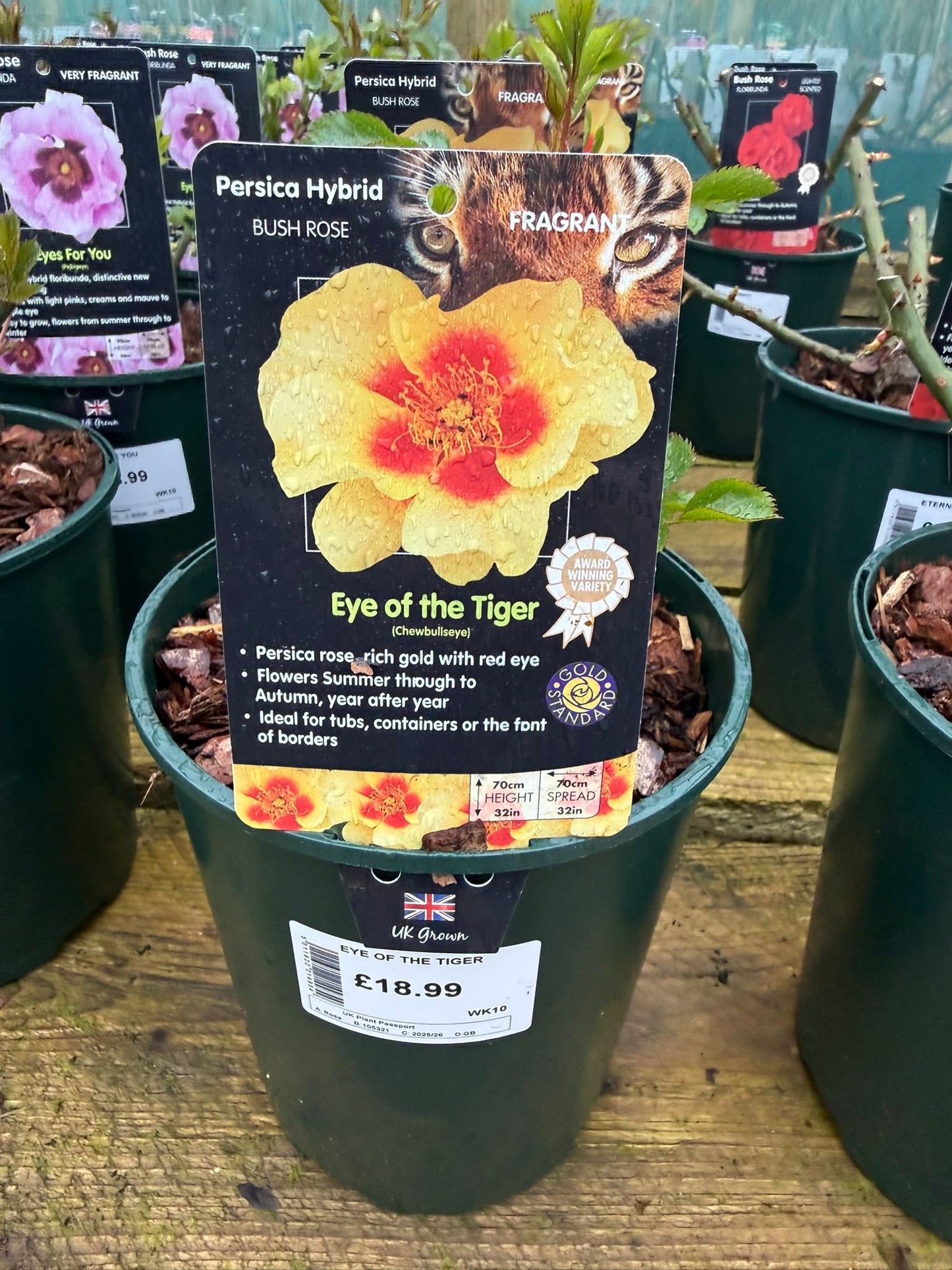 Bush Rose - Eye Of The Tiger