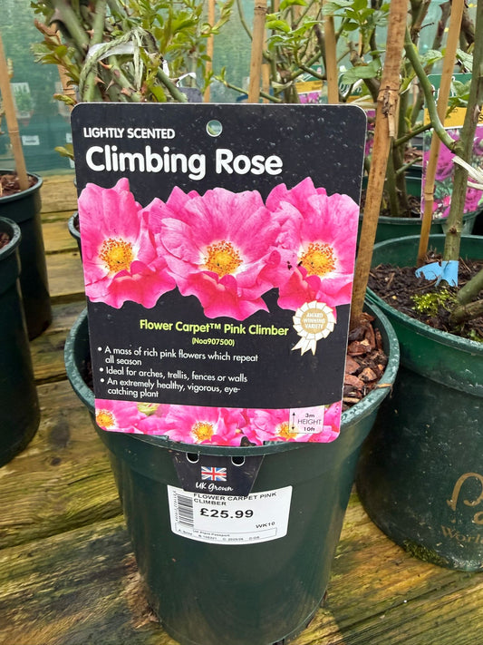 Climbing Rose - Flower Carpet Pink Climber