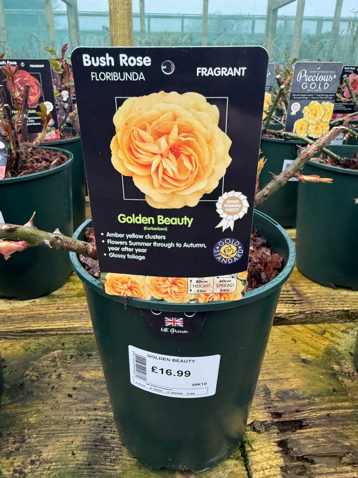 Bush Rose - Golden Beauty