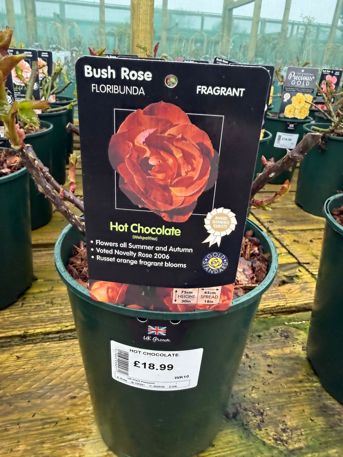 Bush Rose - Hot Chocolate