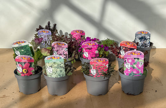 Silica Selections - Alpine Garden