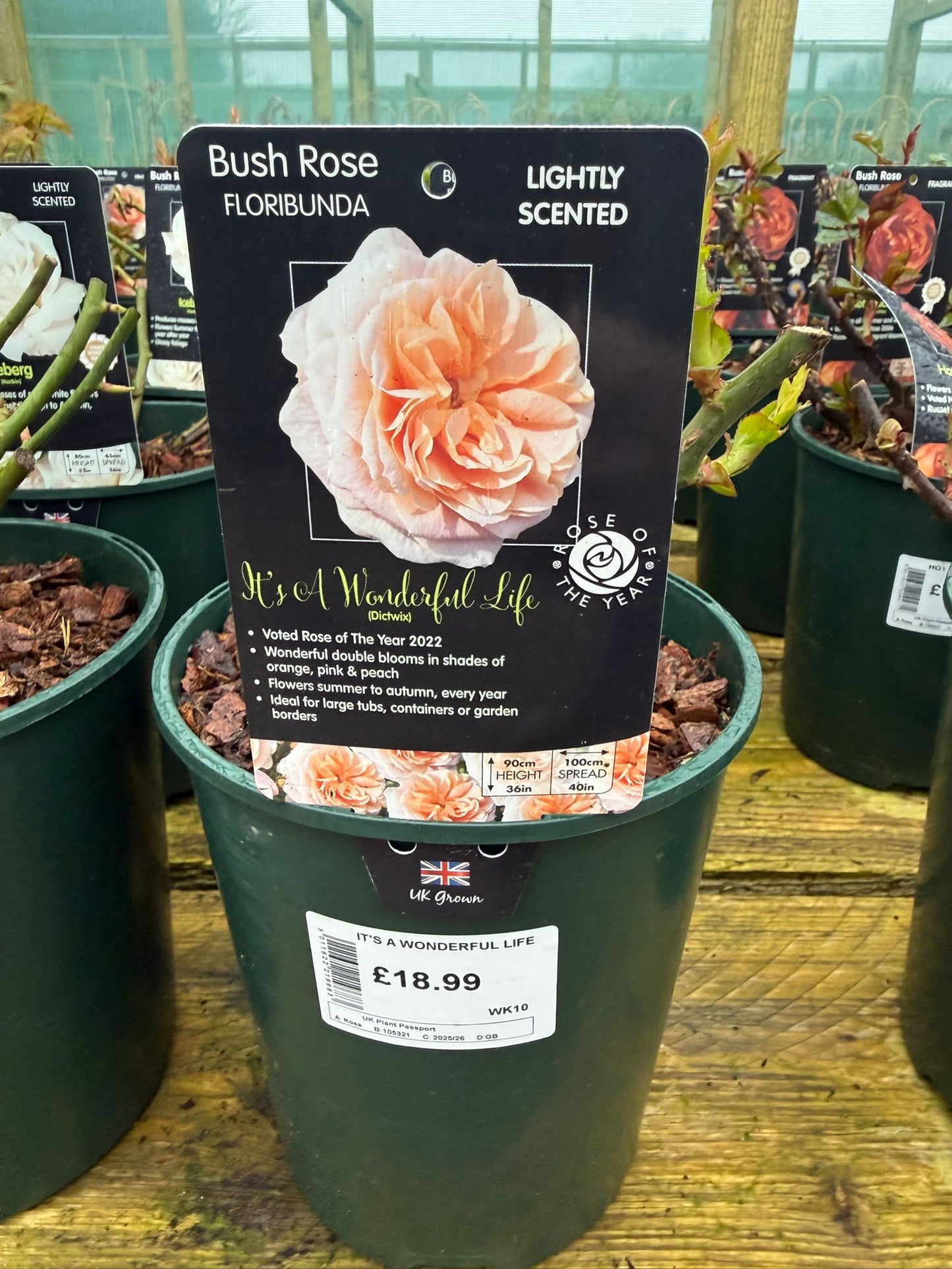 Bush Rose - It's a Wonderful Life