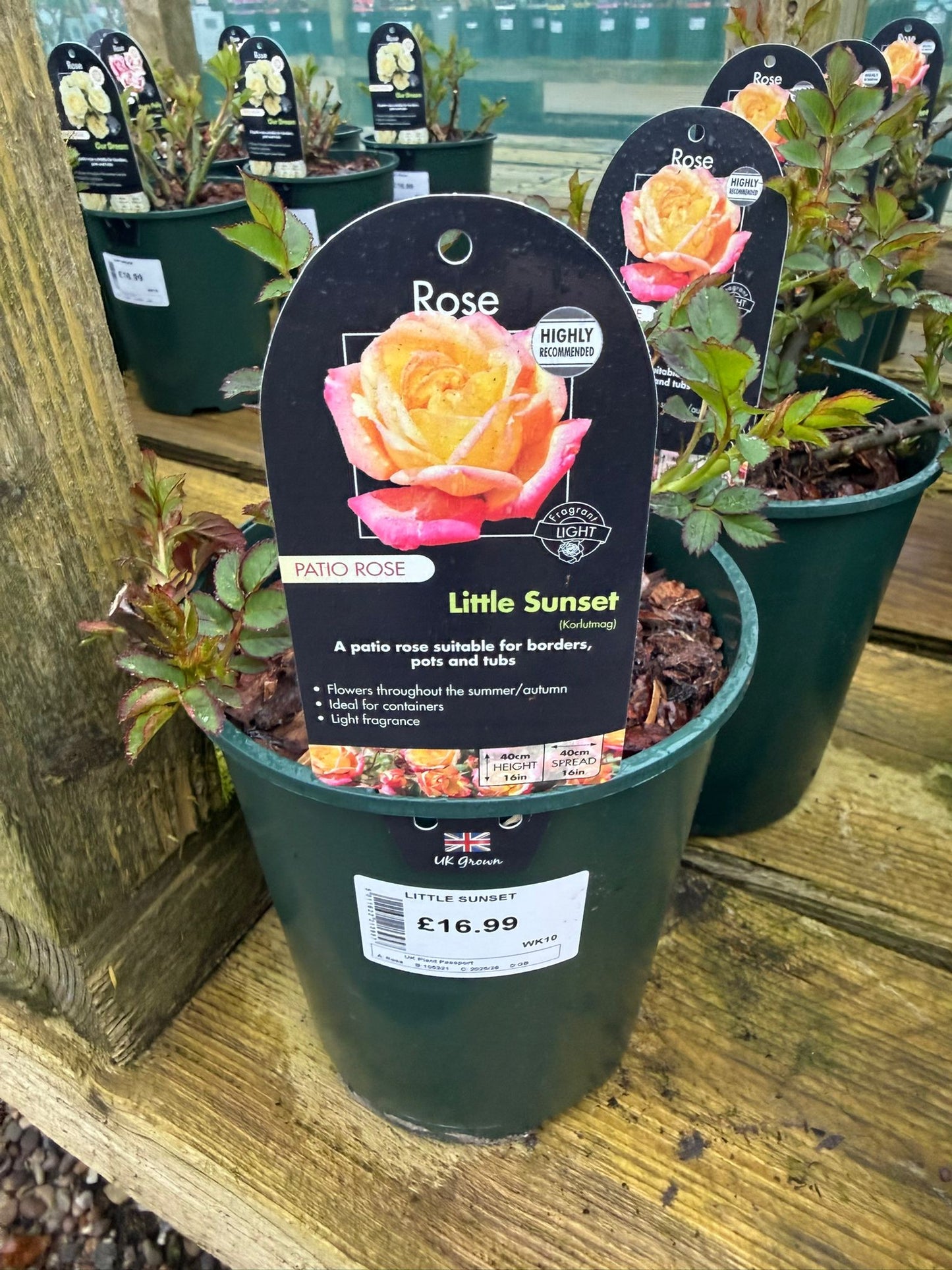 Patio Rose - Little Sunset