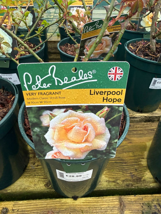 Shrub Rose - Liverpool Hope