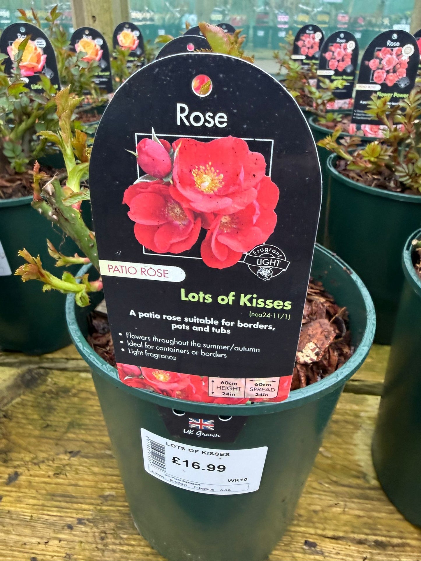 Patio Rose - Lots of Kisses