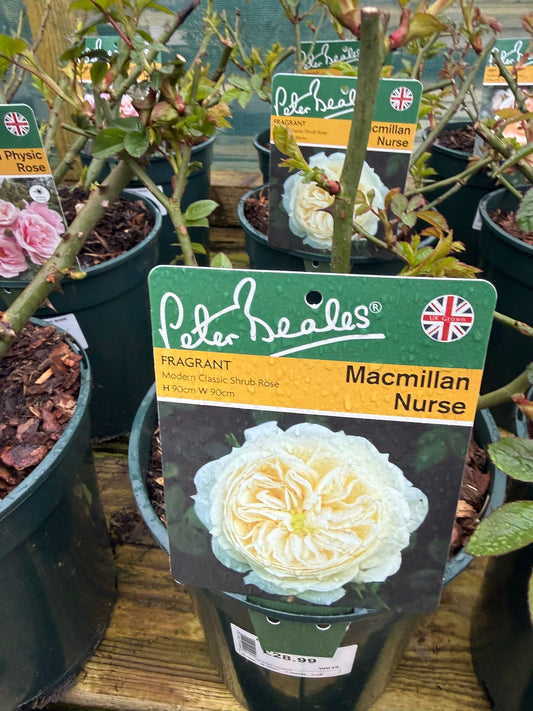 Shrub Rose - Macmillan Nurse