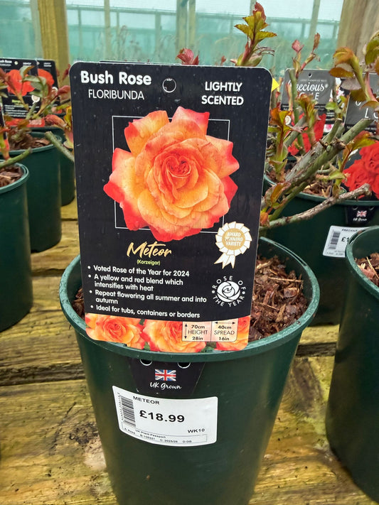 Bush Rose - Meteor