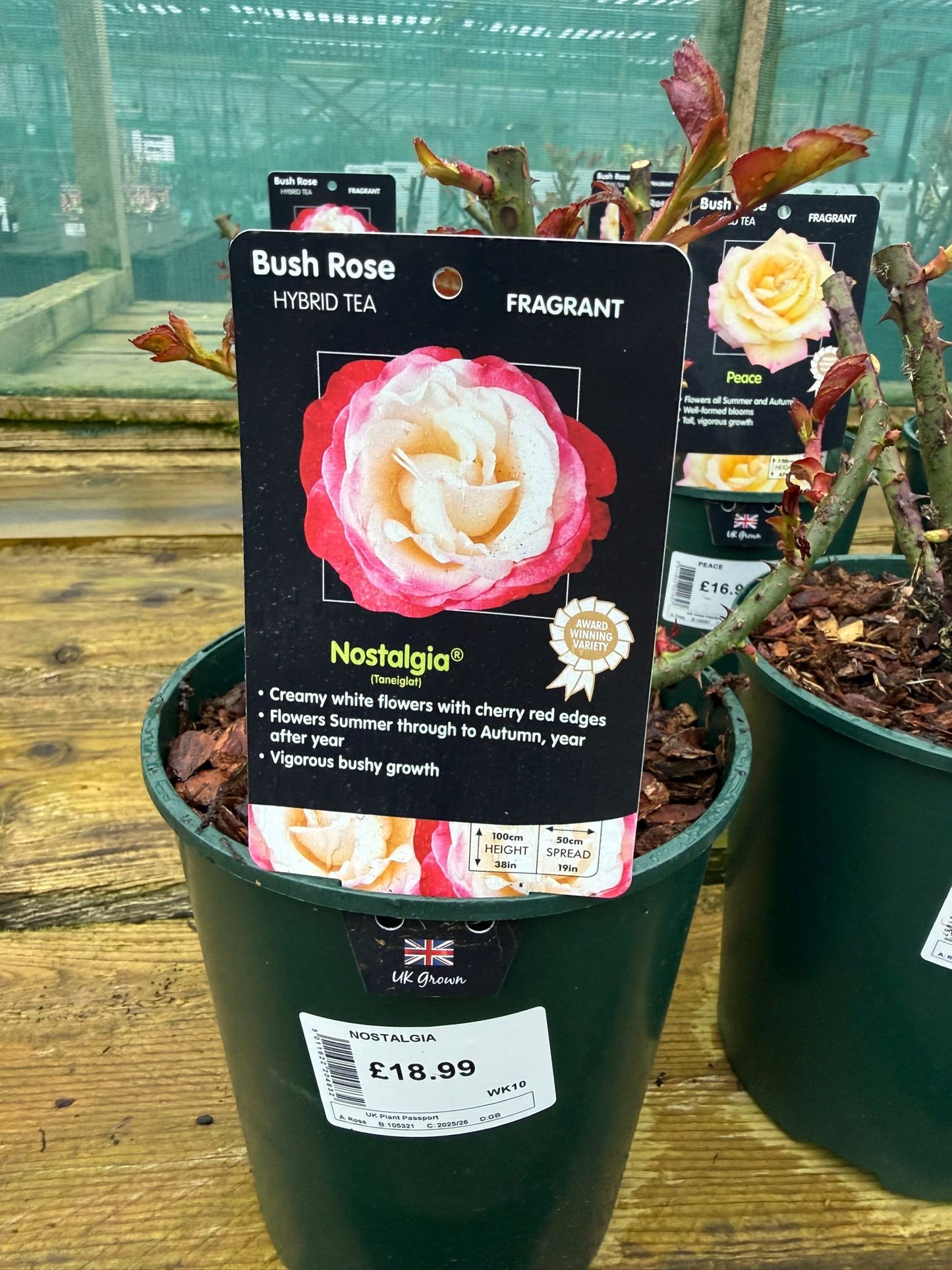 Bush Rose - Nostalgia