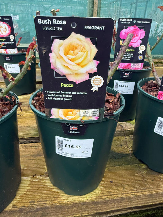 Bush Rose - Peace