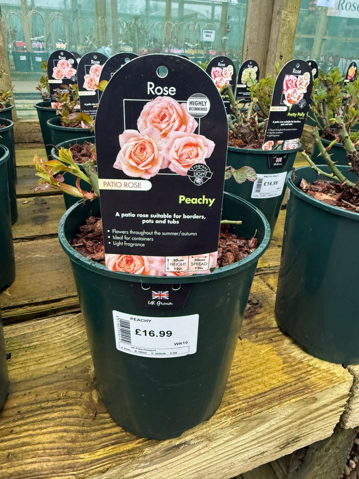 Patio Rose - Peachy
