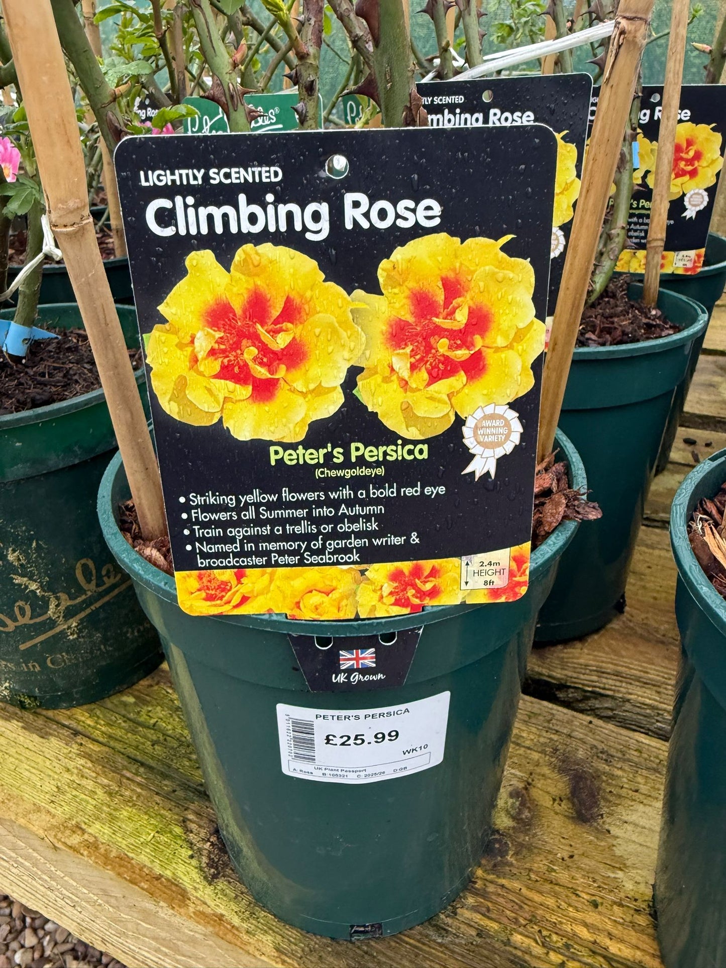 Climbing Rose - Peter's Persica