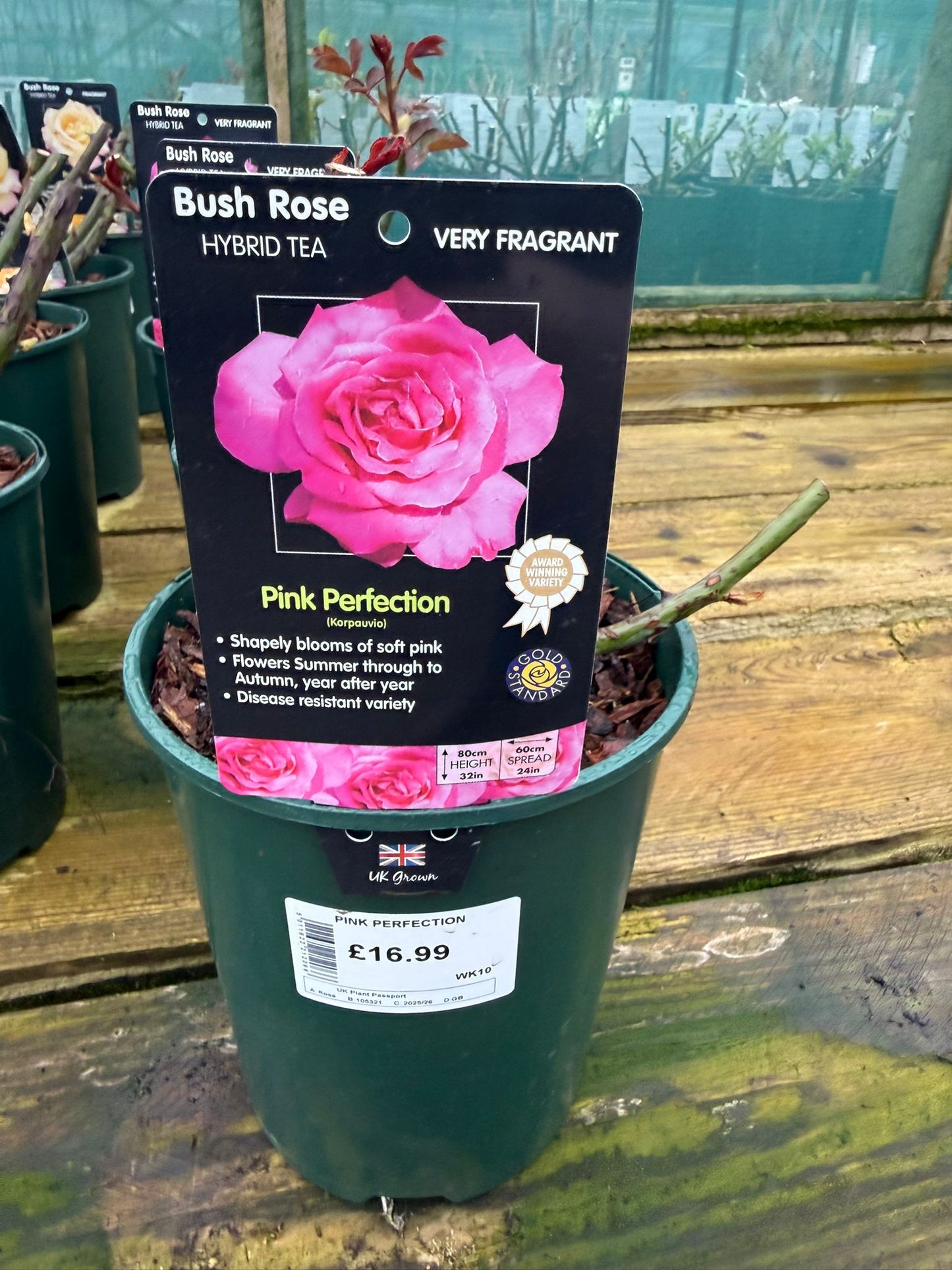 Bush Rose - Pink Perfection
