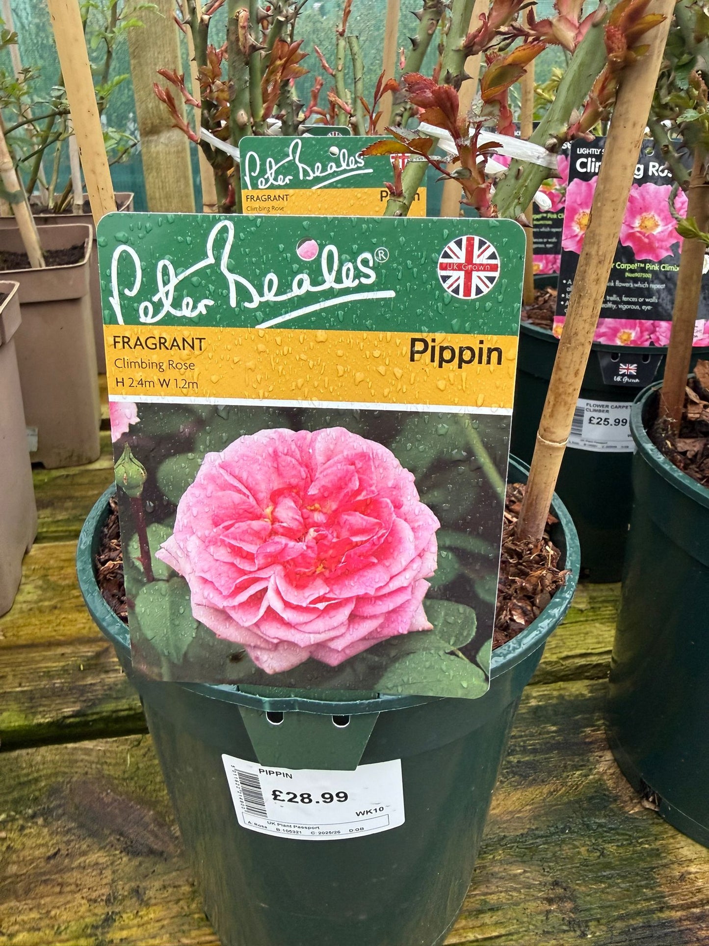 Climbing Rose - Pippin