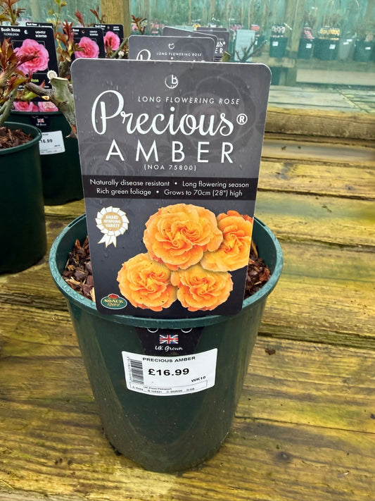 Bush Rose - Precious Amber