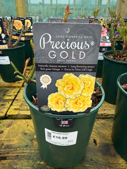 Bush Rose - Precious Gold