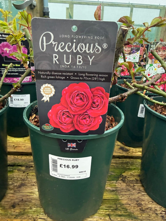 Bush Rose - Precious Ruby