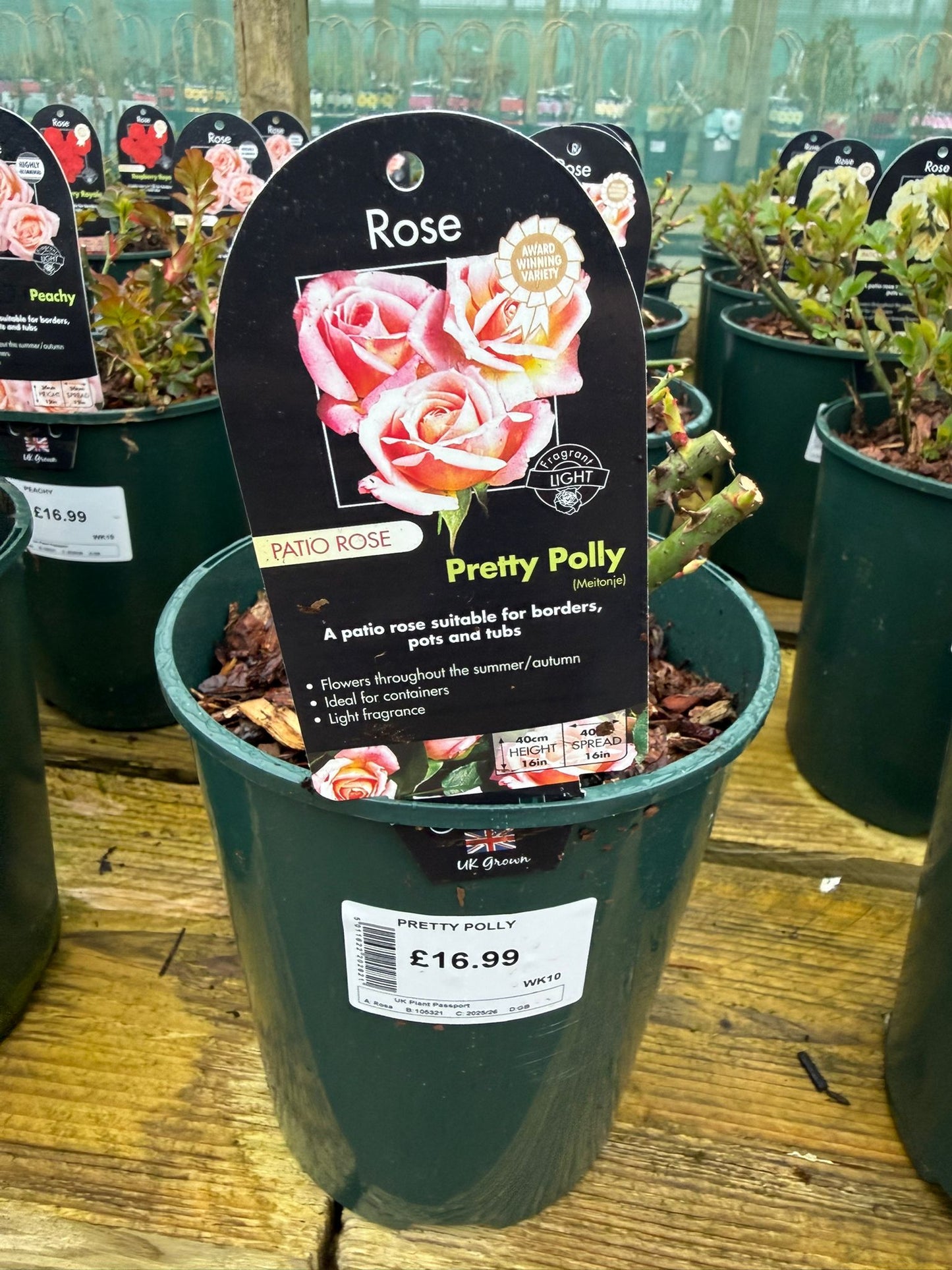 Patio Rose - Pretty Polly