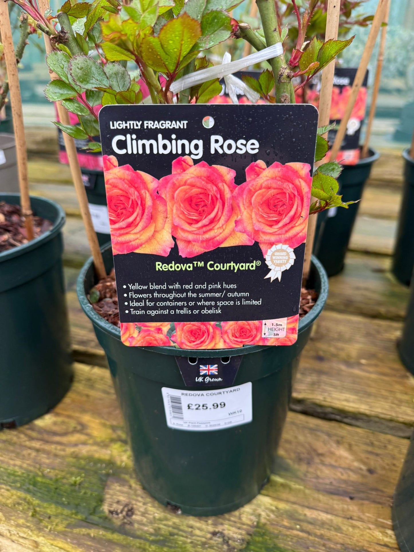 Climbing Rose - Redova Courtyard