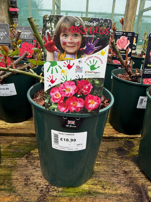 Bush Rose - Rosy Cheeks