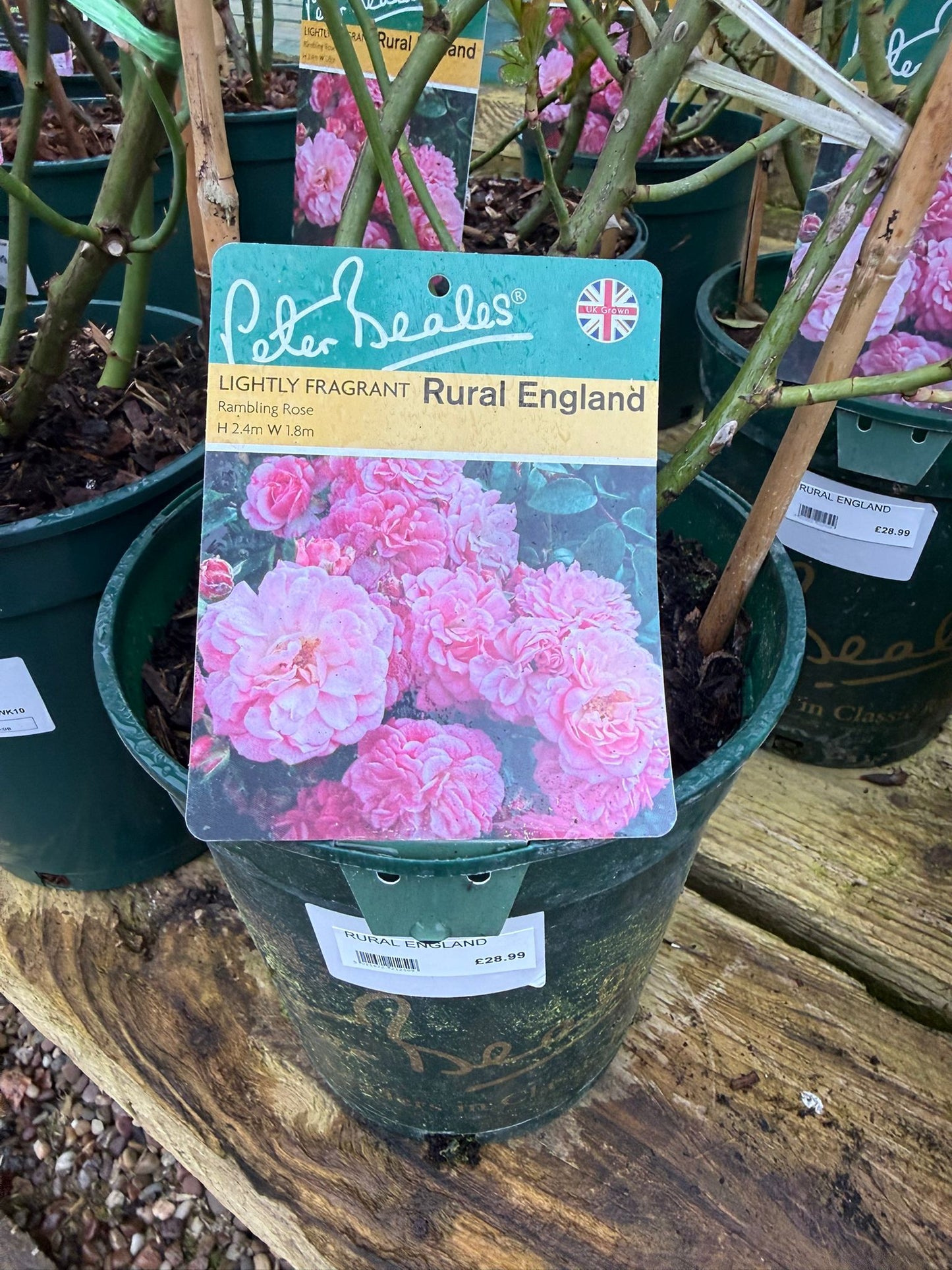 Rambling Rose - Rural England