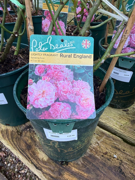 Rambling Rose - Rural England