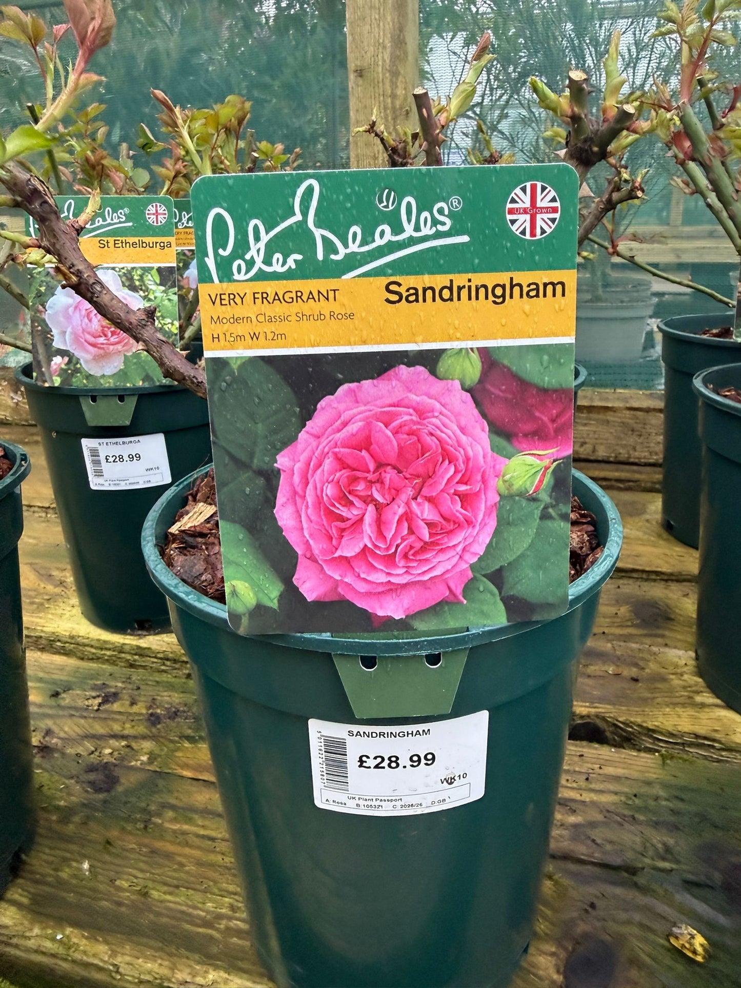 Shrub Rose - Sandringham