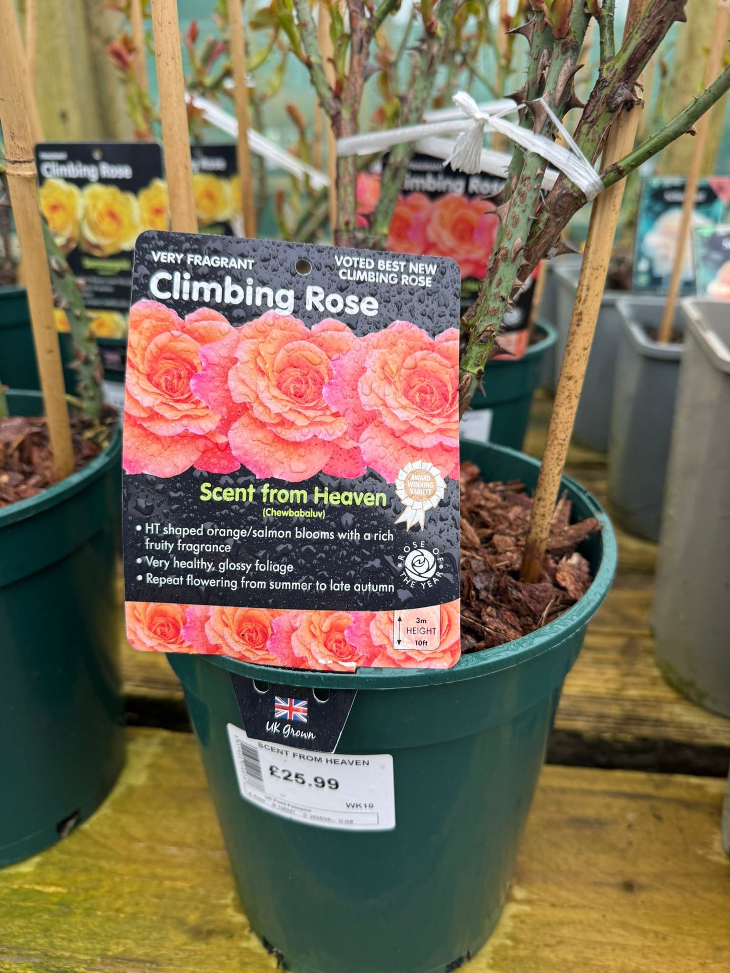 Climbing Rose - Scent from Heaven