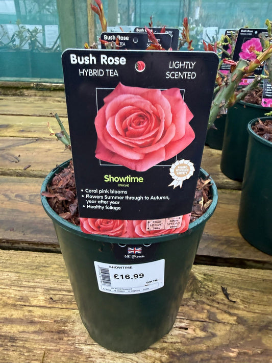 Bush Rose - Showtime