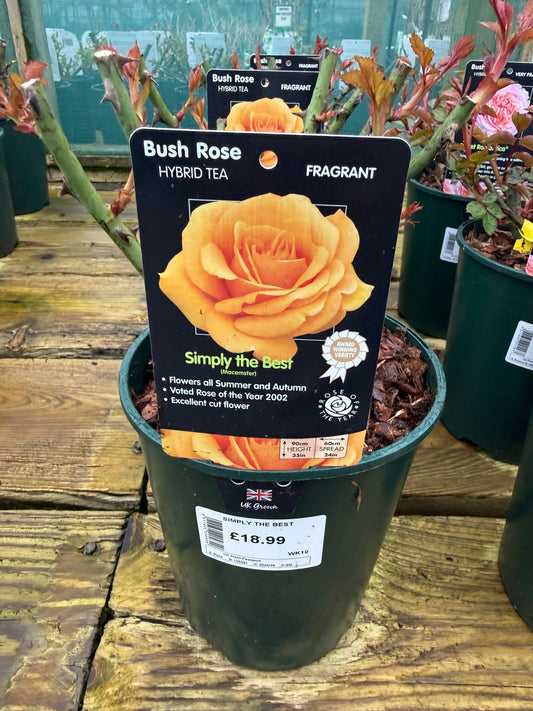 Bush Rose - Simply the Best