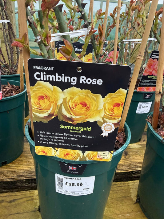Climbing Rose - Sommergold