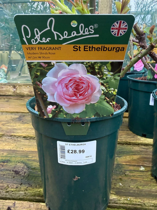 Shrub Rose - St Ethelburga