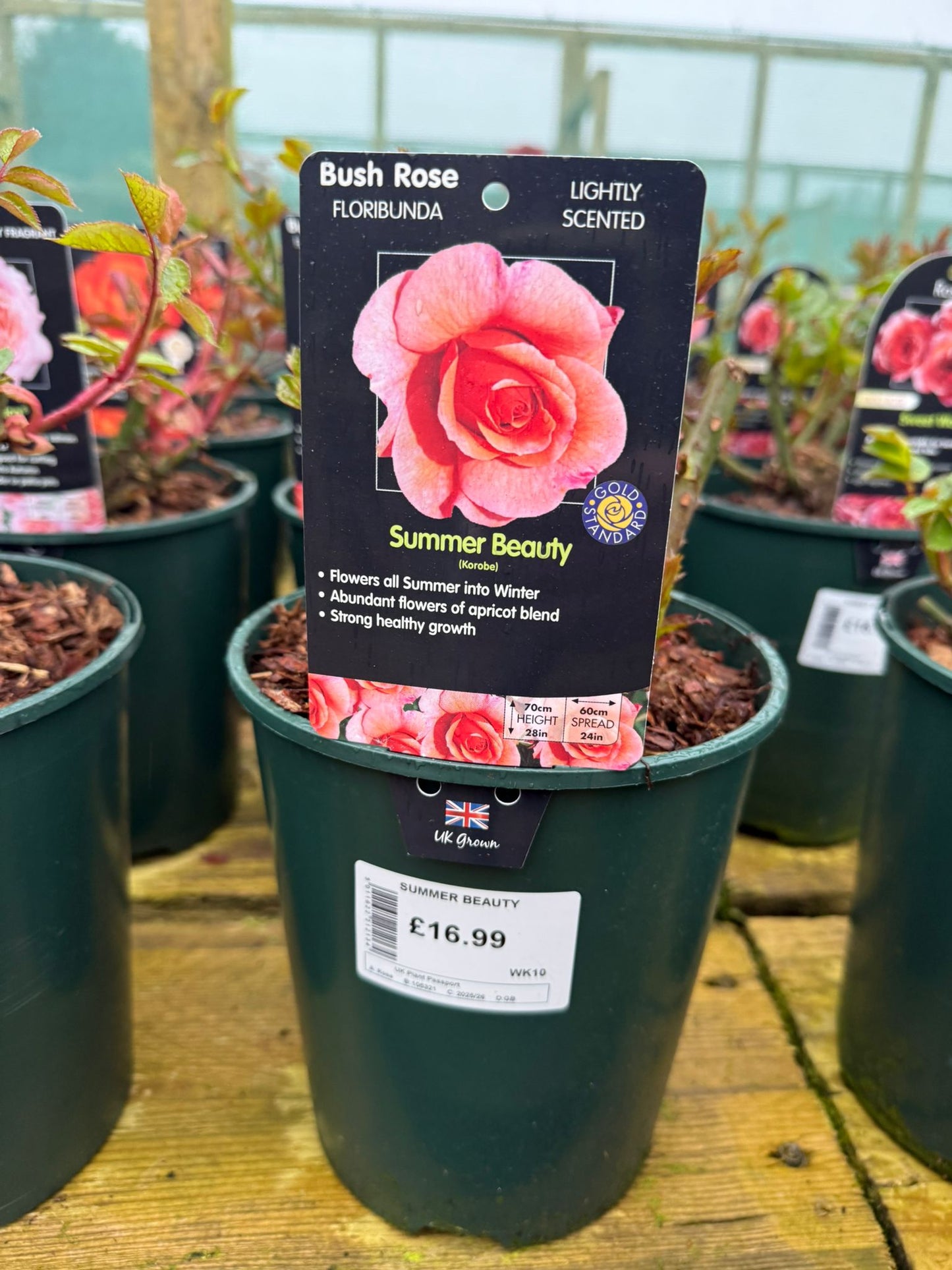 Bush Rose - Summer Beauty