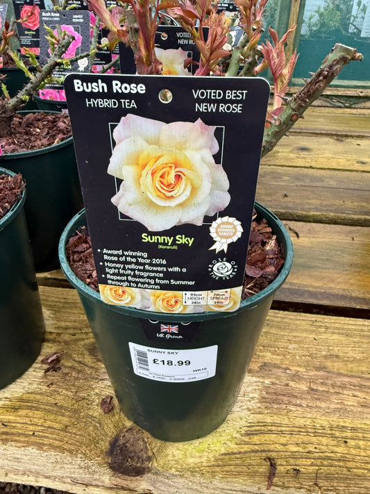 Bush Rose - Sunny Sky