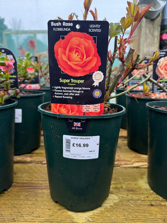 Bush Rose - Super Trouper