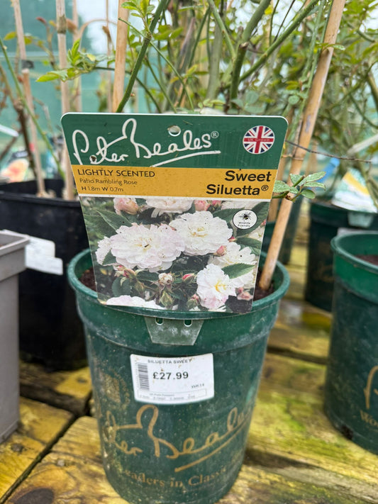 Patio Rambling Rose - Sweet Siluetta