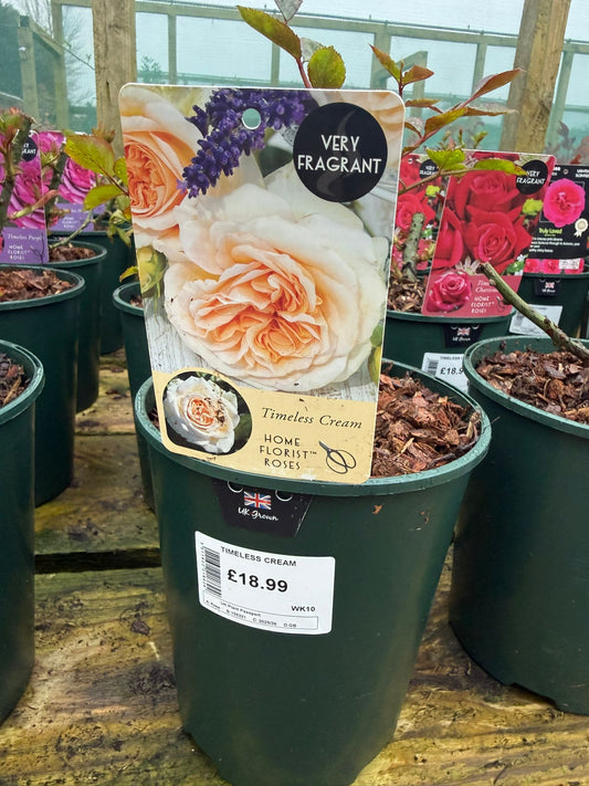 Bush Rose - Timeless Cream