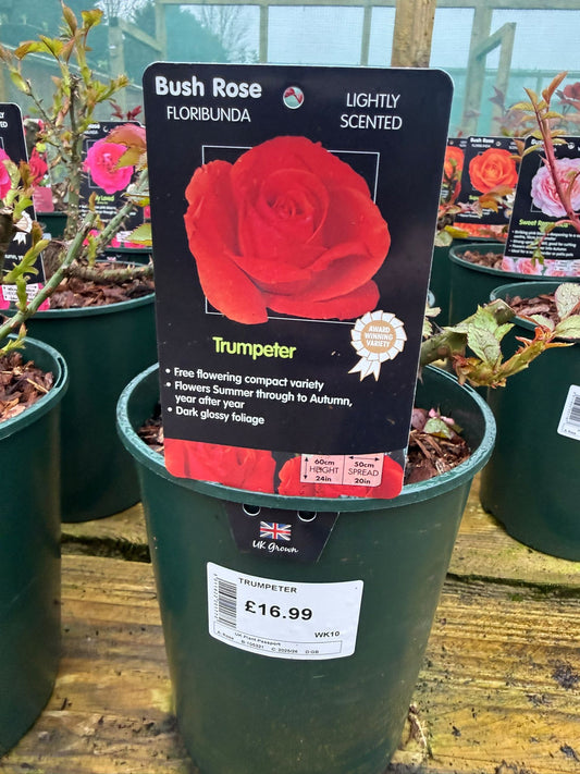 Bush Rose - Trumpeter