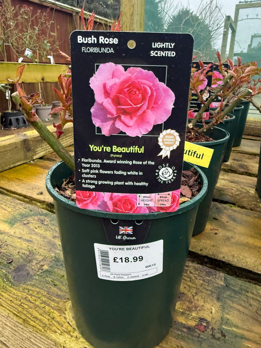 Bush Rose - You're Beautiful