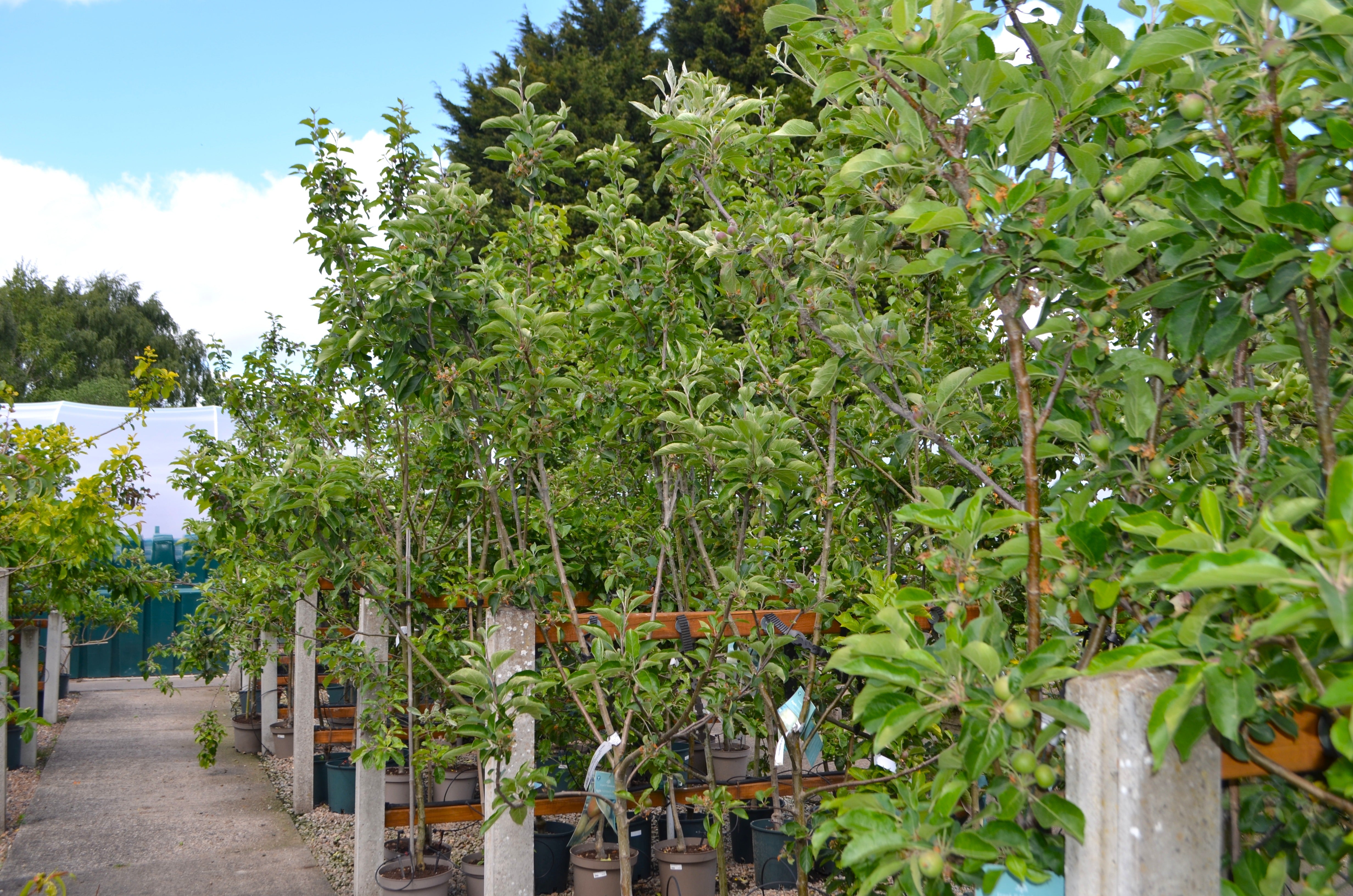 Planting Trees in Early Autumn: Why now is the Perfect Time – Silica ...