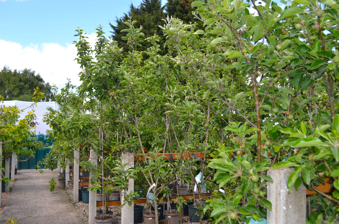 Planting Trees in Early Autumn: Why now is the Perfect Time